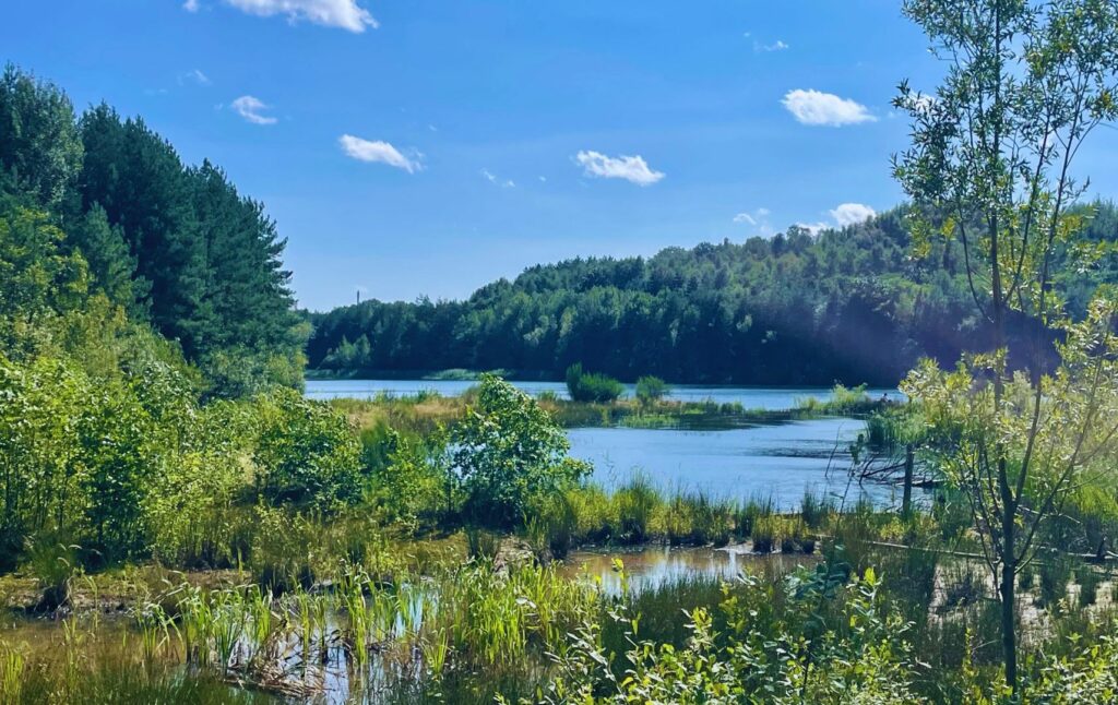 Paysage parc national de Campine