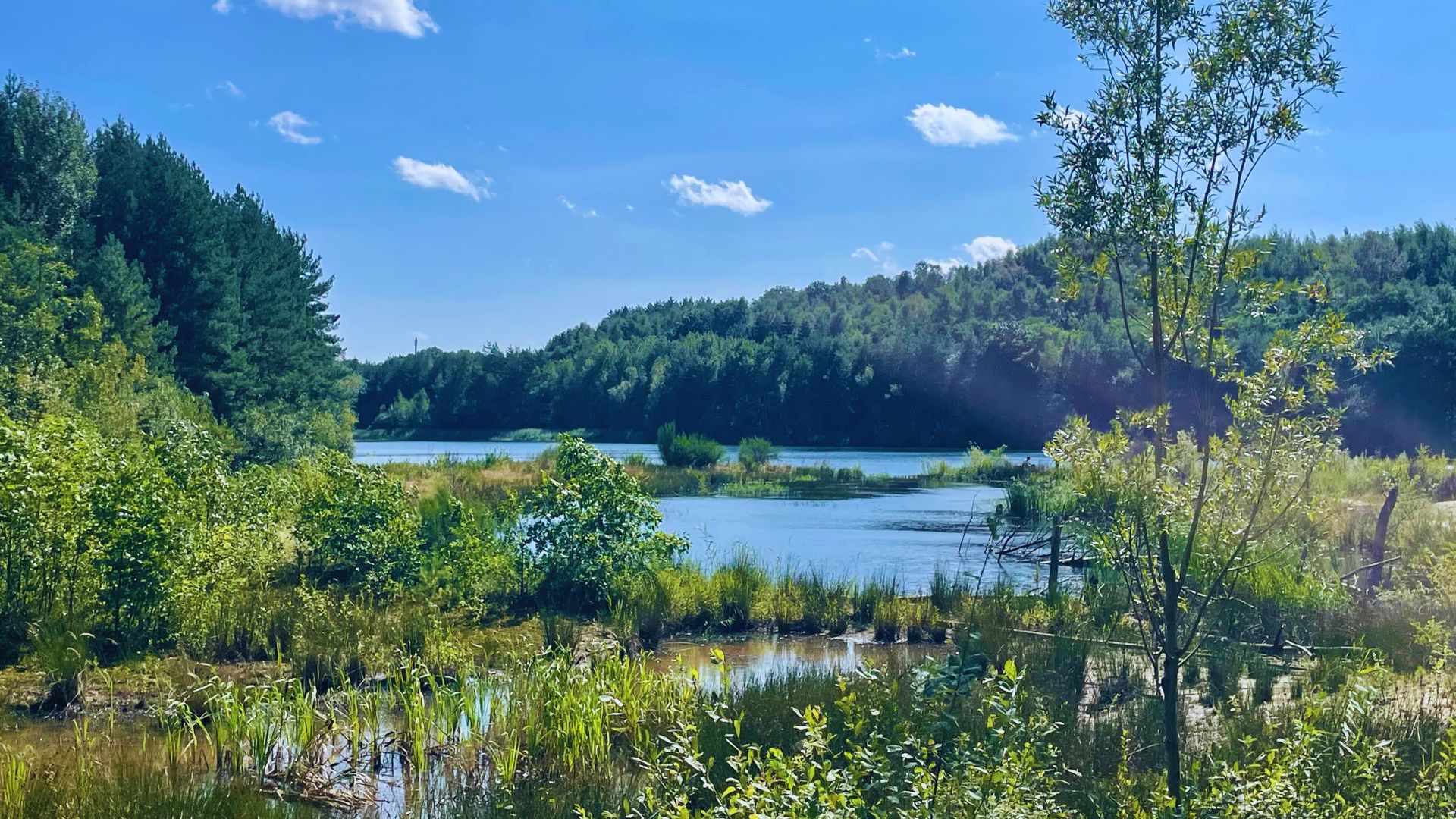 Paysage parc national de Campine