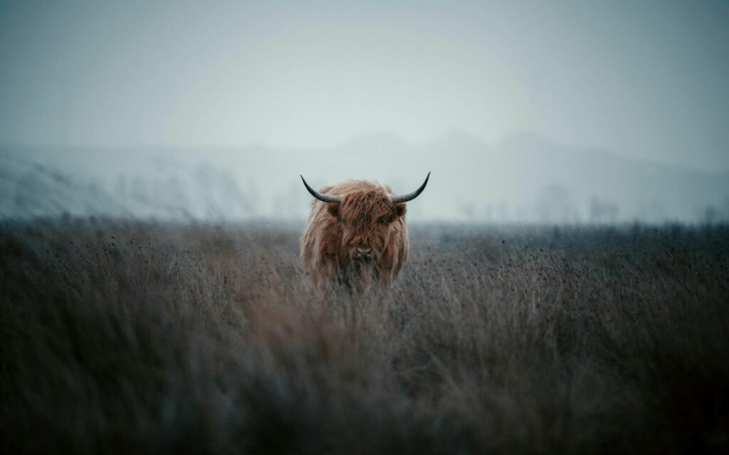 vache sur un trek en Écosse