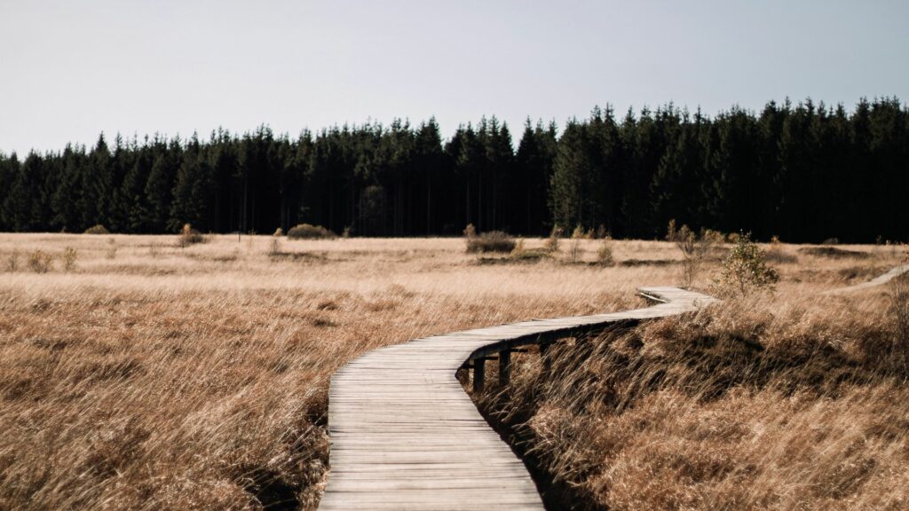 paysage des hautes fagnes