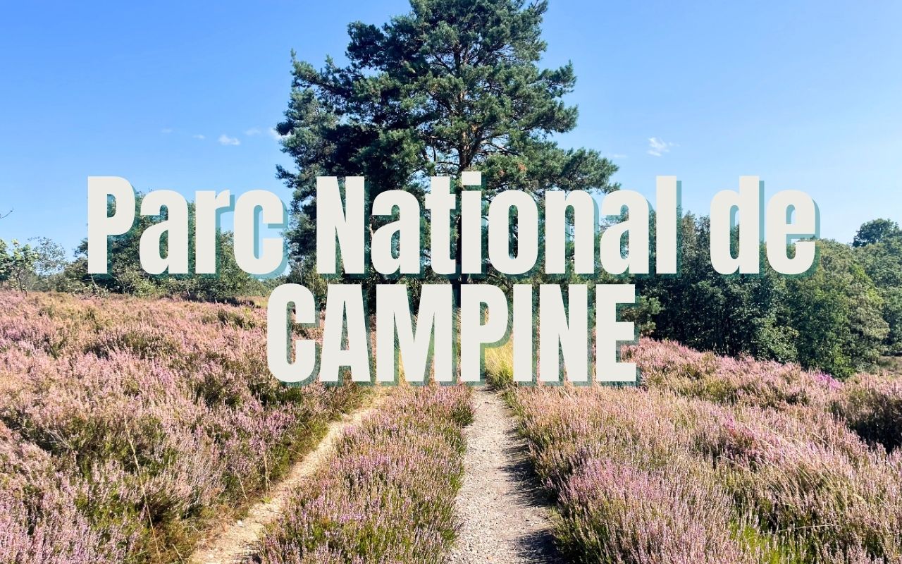 randonnée dans le parc national de Belgique Campine