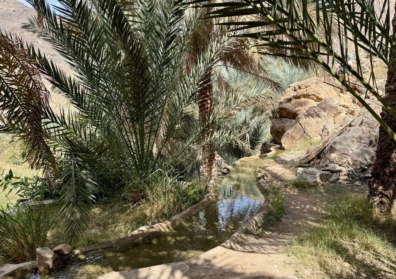 Palmeraie à Oman