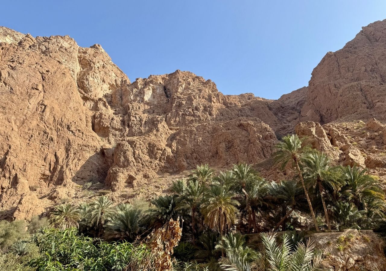 Palmiers à Wadi Shab Oman 