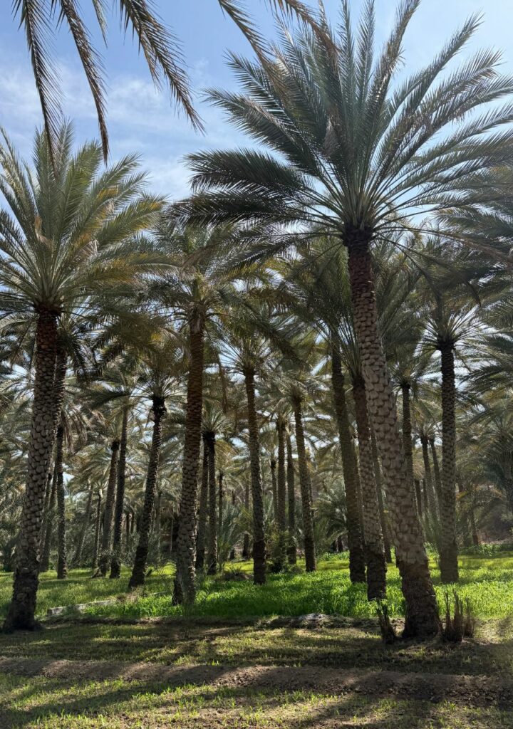 Palmeraie à oman