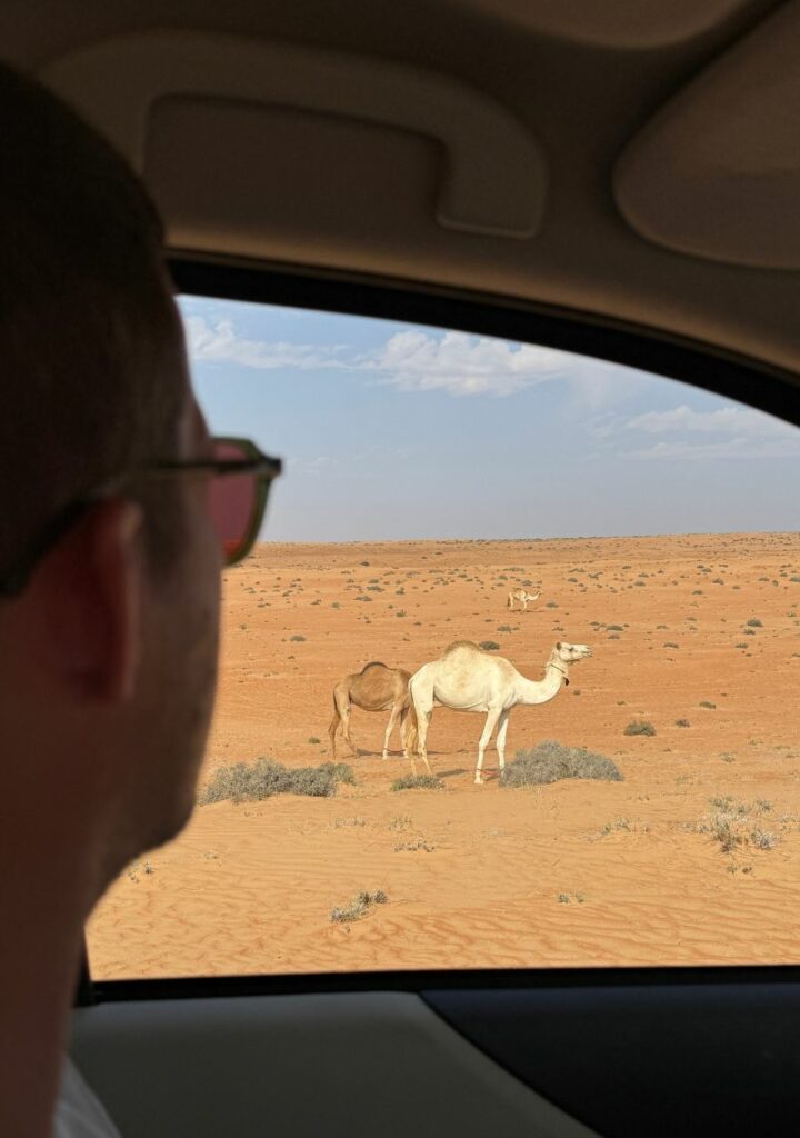 Dromadaires à Oman