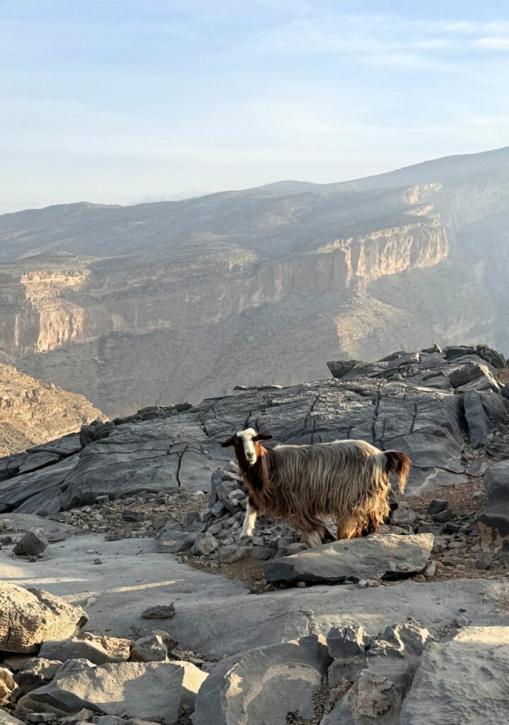 chevre à Jebel Shams