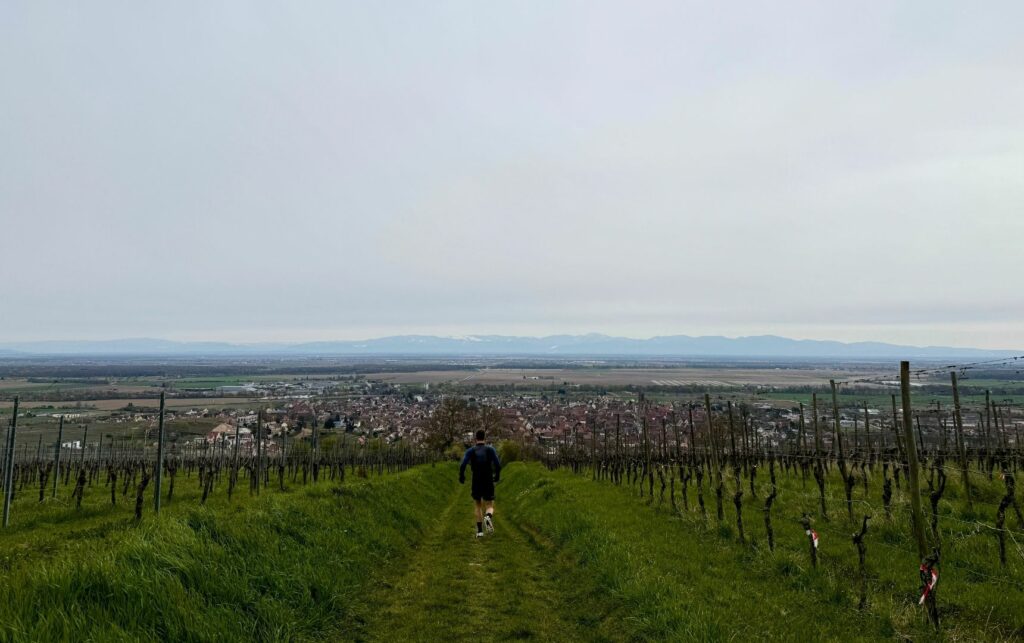 Paysage de vignes dans les Vosges
