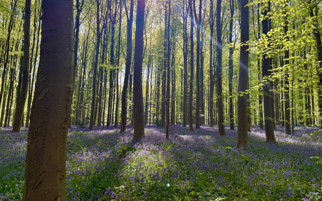 Fleurs bleues au Bois de Hal en rando