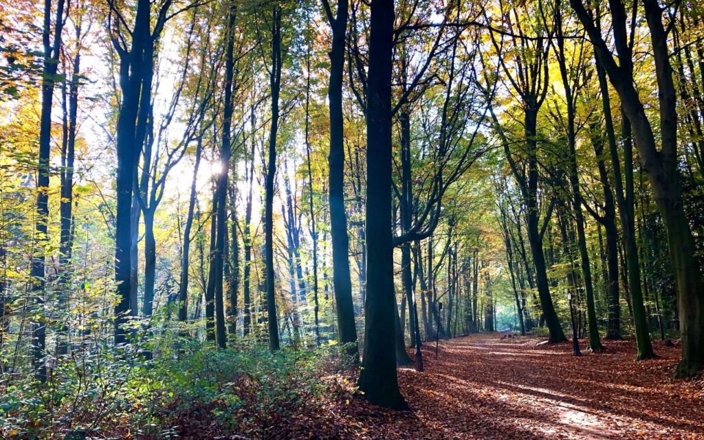 Chemin dans la forêt de Soignes en randonnées