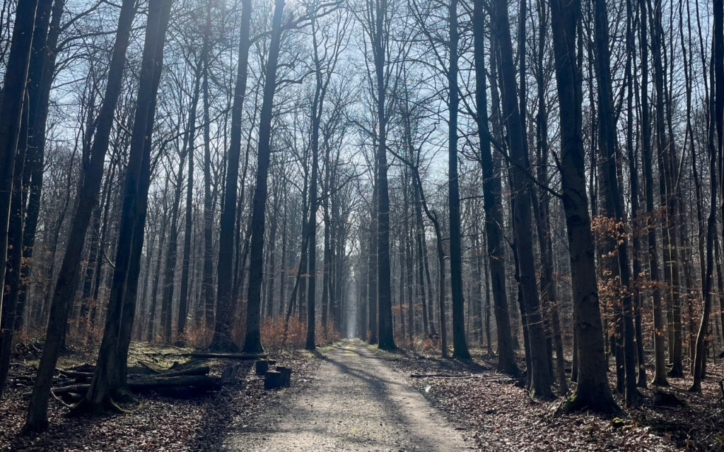 Chemin dans la forêt de Tervuren