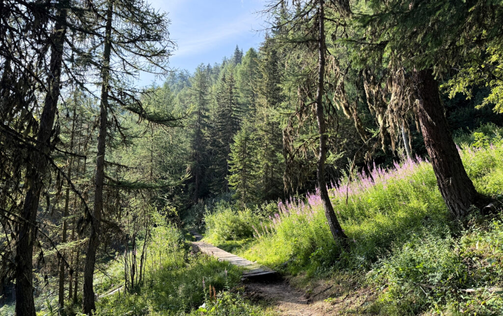 Sentier foresier près d'Albanne